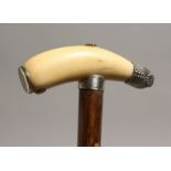 A GOOD 19TH CENTURY BONE, SILVER MOUNTED, TOOTH HANDLE WALKING STICK. London 1886, 33ins long