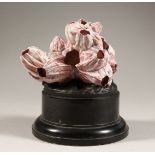 ACLUSTER OF PINK BARNACLES (Tetraclita) 4.5ins across on a wooden base.