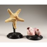 A STARFISH AND BARNACLE CLUSTER on wooden bases. (2)