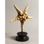 A LARGE STAR FISH SPECIMEN 9ins across on a wooden base