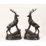 AFTER MOIGNER (1835 - 1894) A PAIR OF BRONZE STAGS, standing on a rocky outcrop, mounted on a marble