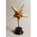 A LARGE STAR FISH SPECIMEN 9.5ins across on a wooden base.