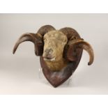 A VICTORIAN MOUNTED RAM'S HEAD with a pair of scrolling horns on a wooden stand. Possibly, Rowland