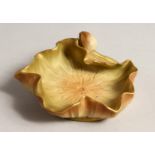 A ROYAL WORCESTER LILY LEAF DISH. Pattern no. 983. 4.5ins