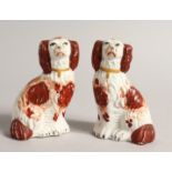 A SMALL PAIR OF STAFFORDSHIRE KING CHARLES SPANIELS 3.75ins high.
