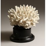 A LARGE WHITE CORAL SPECIMEN, 6ins across, on a wooden base