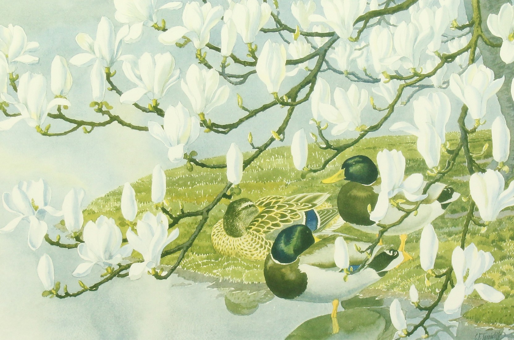 Charles Frederick Tunnicliffe (1901-1979) Ducks and magnolia, photolithograph, signed in pencil