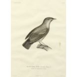 Coutant after Pretre, 19th Century, a collection of 7 plates from 'Voyage Autour Du Monde' by