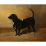 William Redworth, Study of a black and white terrier, 'Bonzo', oil on canvas, signed and dated 1935,