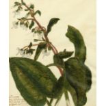 German School 18/19th Century, A set of four hand coloured botanical watercolours, 9" x 7.25", (4).