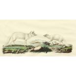 Franck / Gaimard / Fournier, circa 1842, 'Renard Isatis' from 'Voy en Islande et au Groenland',