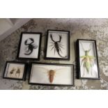 Framed and glazed bugs.