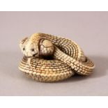 A JAPANESE MEIJI PERIOD CARVED IVORY NETSUKE OF A SNAKE - the snake coiled in to itself, 4cm `