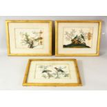 A SET OF THREE CHINESE PITH PAINTINGS, each depicting exotic birds perched on branches, image 17cm x