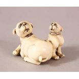 A JAPANESE MEIJI / TAISHO PERIOD CARVED IVORY NETSUKE OF TWO dogs - the parent recumbent with pup