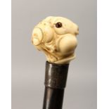 A 19TH CENTURY CARVED IVORY BULL DOG HANDLE WALKING CANE with engraved silver band 2ft 10ins long