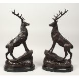 A PAIR OF BRONZE STAGS on marble bases.