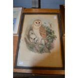 An original Gould print of barn owls.