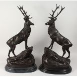 AFTER J. MOIGNIEZ A LARGE PAIR OF BRONZE STAGS on marble bases. 28ins high.