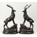 AFTER J. MOIGNIEZ A PAIR OF BRONZE STAGS on marble bases. 16ins high.