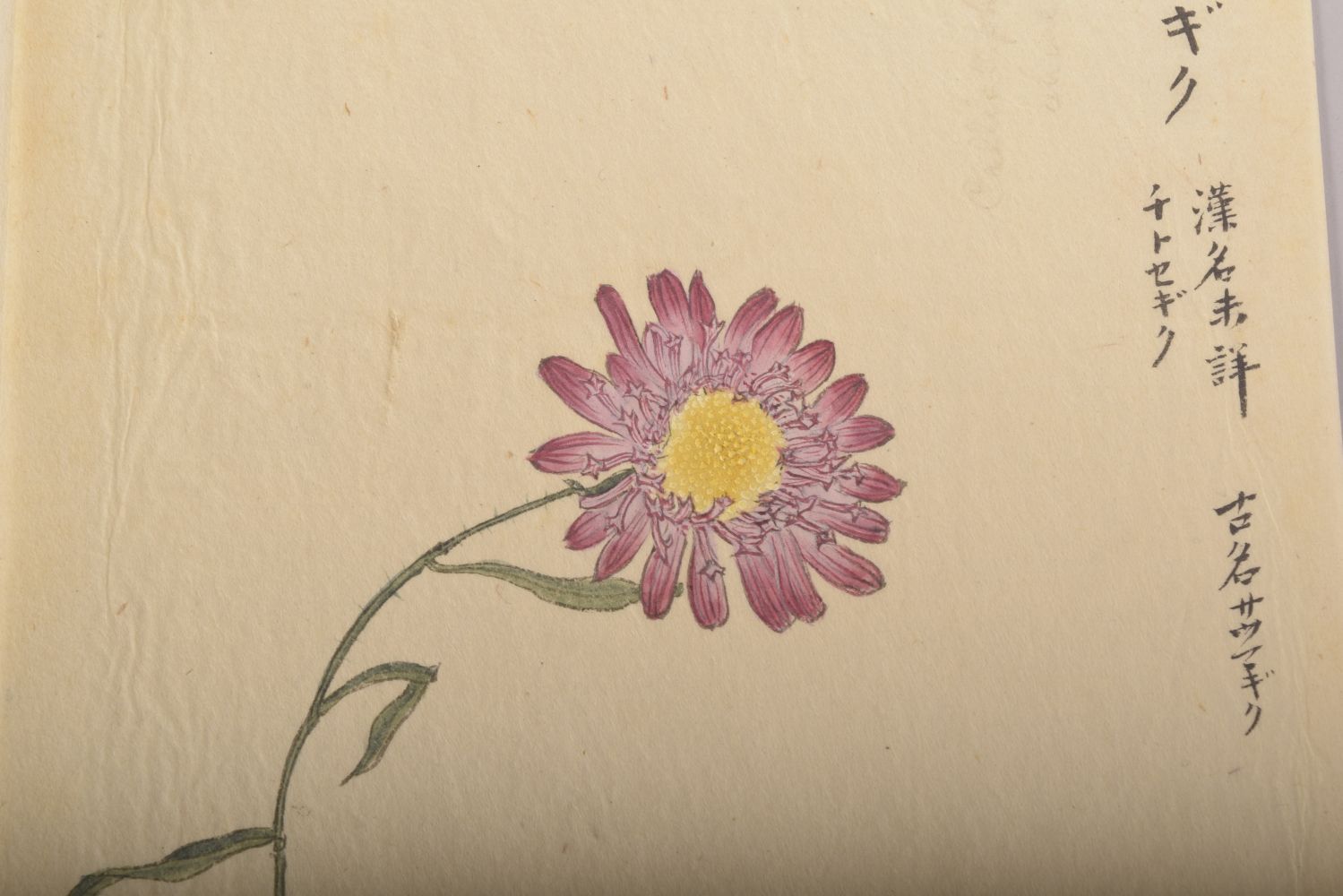 TWO JAPANESE MEIJI / TAISHO PAINTINGS OF FLOWERS ON PAPER, signed, image 27cm x 18cm and 28cm x 18. - Image 2 of 10