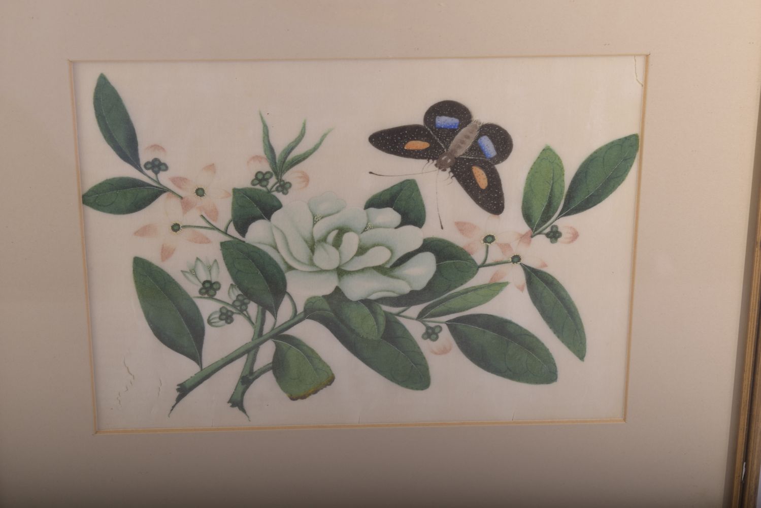 A PAIR OF FRAMED AND GLAZED CHINESE PITH PAINTINGS OF BUTTERFLIES amongst native flora, both - Image 2 of 4