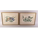 A PAIR OF FRAMED AND GLAZED CHINESE PITH PAINTINGS OF BUTTERFLIES amongst native flora, both