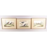 THREE GOOD FRAMED AND GLAZED CHINESE PITH PAINTINGS depicting different birds amongst native