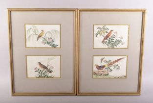 A SET OF FOUR FRAMED AND GLAZED CHINESE PITH PAINTINGS OF BIRDS, each painting depicting different
