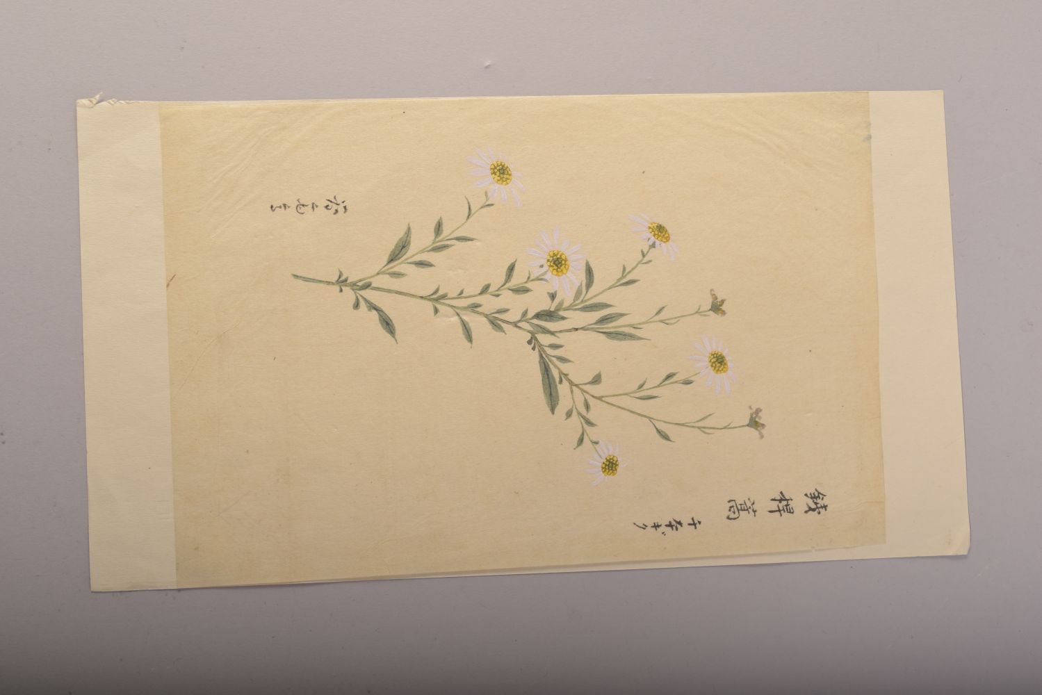 TWO JAPANESE MEIJI / TAISHO PAINTINGS OF FLOWERS ON PAPER, signed, image 27cm x 18cm and 28cm x 18. - Image 7 of 10