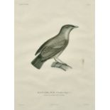 Coutant after Pretre, 19th Century, A collection of 7 plates from 'Voyage Autour Du Monde' by