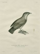 Coutant after Pretre, 19th Century, A collection of 7 plates from 'Voyage Autour Du Monde' by
