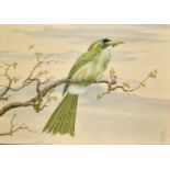 S Basu Roy Choudhury, A native Indian bird on a branch, watercolour, signed and dated 1961, 10" x