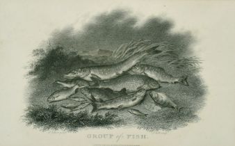 Scott after Elmer, 'Group of Fish', published 1801, 5" x 8".