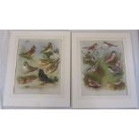 Archibold Thornburn - pair of bird prints c 1916 35 cm x 42 cm (size including frame)