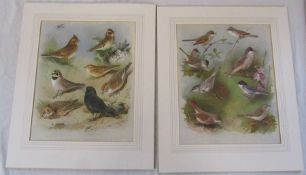 Archibold Thornburn - pair of bird prints c 1916 35 cm x 42 cm (size including frame)