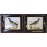 Pair of ornithological feather pictures 33 cm x 28 cm (size including frame)