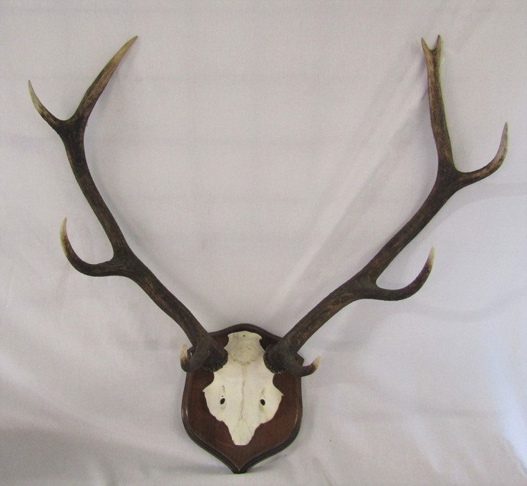 Mounted pair of antlers H 70 cm