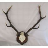Mounted pair of antlers H 70 cm