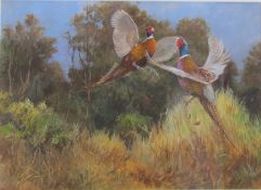 Richard Britton (b.1931) framed watercolour and gouache painting of two pheasants in the wild,