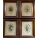 4 framed watercolours by Harry Spencer including Dogrose and Camomile 20 cm x 23.5 cm (size