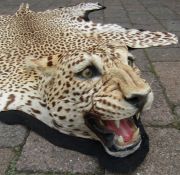 Early 20th century Leopard skin rug with felt backing and full head mount 191 cm x 116 cm