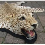 Early 20th century Leopard skin rug with felt backing and full head mount 191 cm x 116 cm