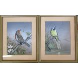 Pair of watercolour and gouache bird paintings 'grey wagtail' and 'robin' by P Robinson 1983 22 cm x