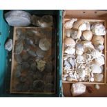Box of assorted fossils and shells