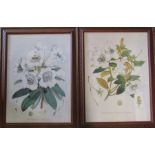 Pair of framed botanical prints in carved wooden frames 58 cm x 76 cm (size including frame)