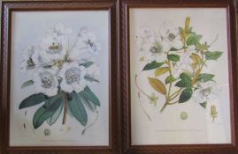 Pair of framed botanical prints in carved wooden frames 58 cm x 76 cm (size including frame)