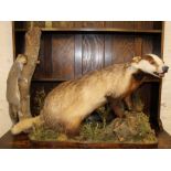 Taxidermy badger on naturalistic base and a grey squirrel climbing a branch