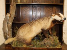 Taxidermy badger on naturalistic base and a grey squirrel climbing a branch