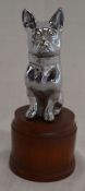 Chromium plated bulldog car mascot on a mahogany base Ht 17cm